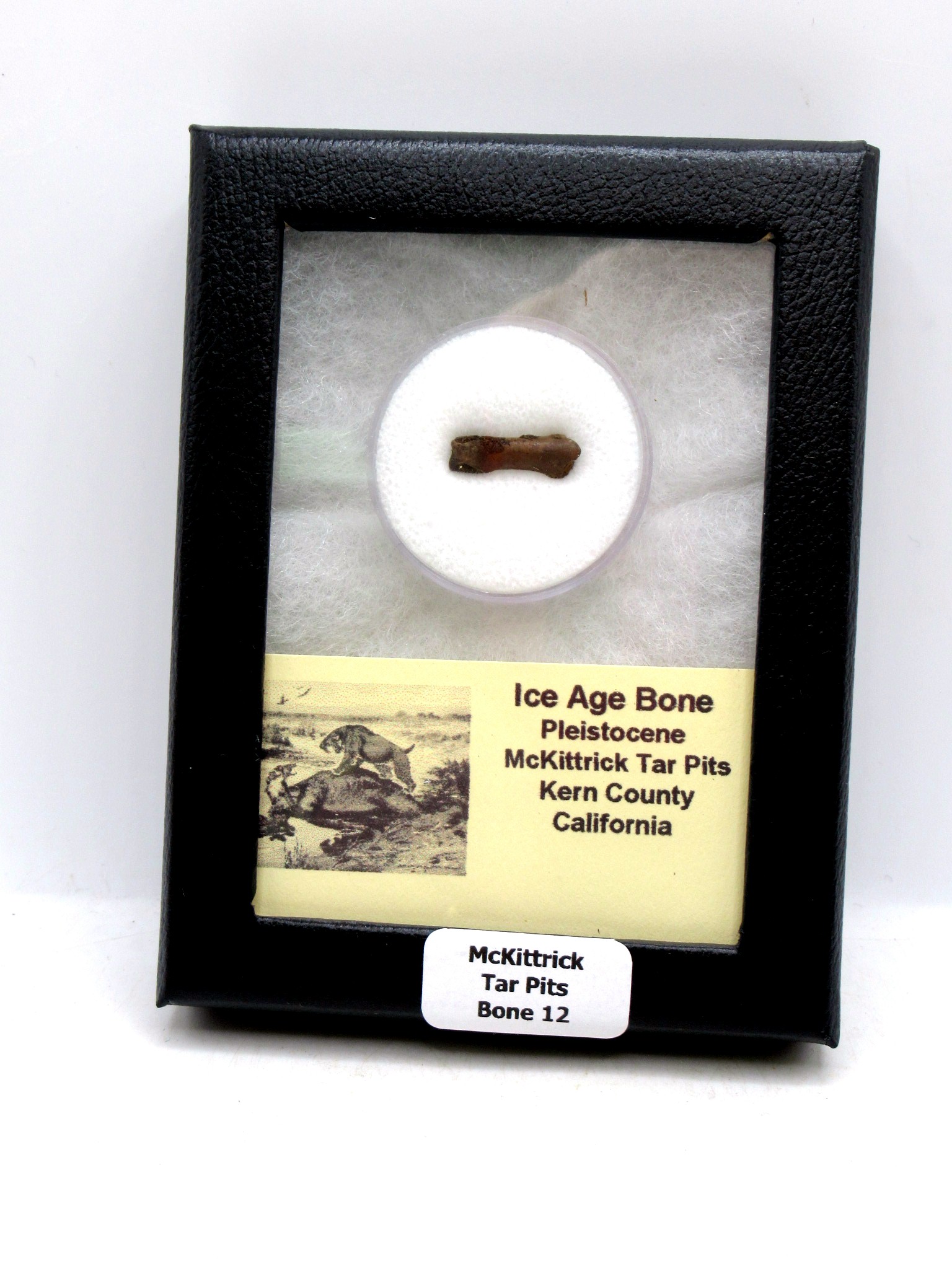 California Pleistocene McKittrick Tar Pit Bone 12 | Fossils for Sale Genuine Pleistocene Age McKittrick Tar Pit Bone For Sale from California #12