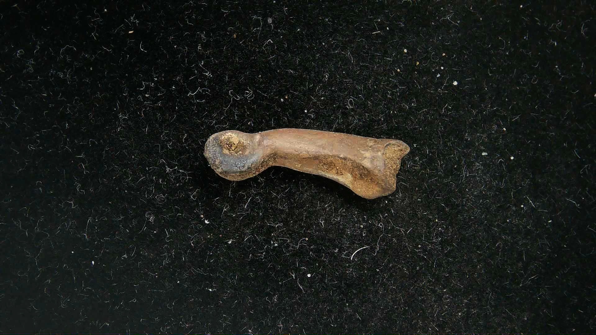 California Pleistocene McKittrick Tar Pit Bone 12a | Fossils for Sale Genuine Pleistocene Age McKittrick Tar Pit Bone For Sale from California #12a