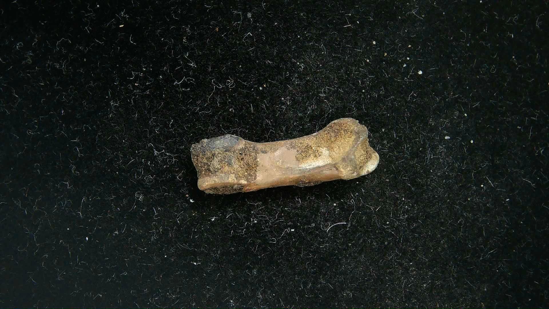 California Pleistocene McKittrick Tar Pit Bone 12b | Fossils for Sale Genuine Pleistocene Age McKittrick Tar Pit Bone For Sale from California #12b