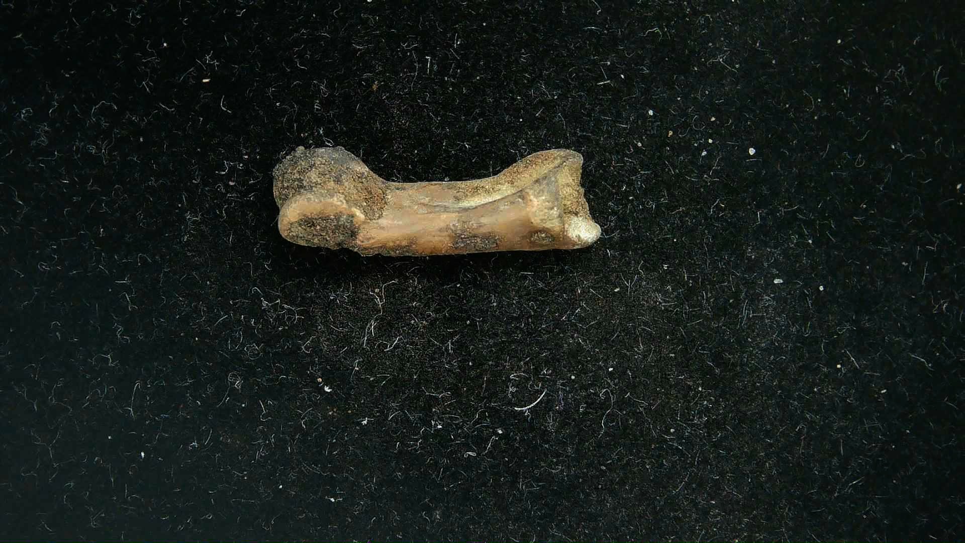 California Pleistocene McKittrick Tar Pit Bone 12c | Fossils for Sale Genuine Pleistocene Age McKittrick Tar Pit Bone For Sale from California #12c