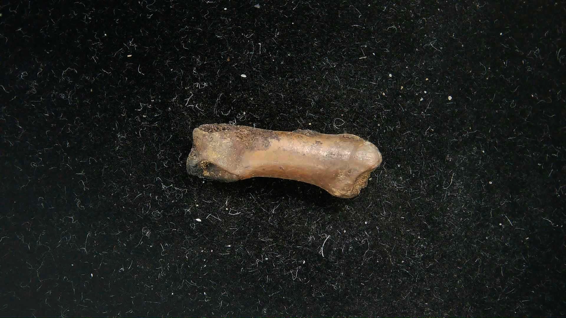California Pleistocene McKittrick Tar Pit Bone 12d | Fossils for Sale Genuine Pleistocene Age McKittrick Tar Pit Bone For Sale from California #12d