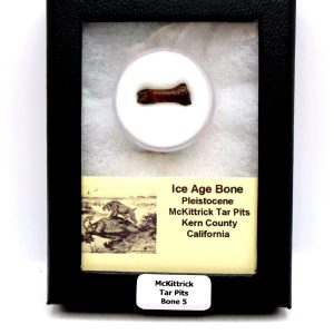 McKittrick Tar Pits Asphalt Lake Ice Age Bone #5