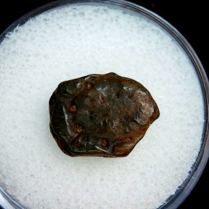 Genuine Pleistocene Age Dasypus Armadillo Scute For Sale from Florida #106