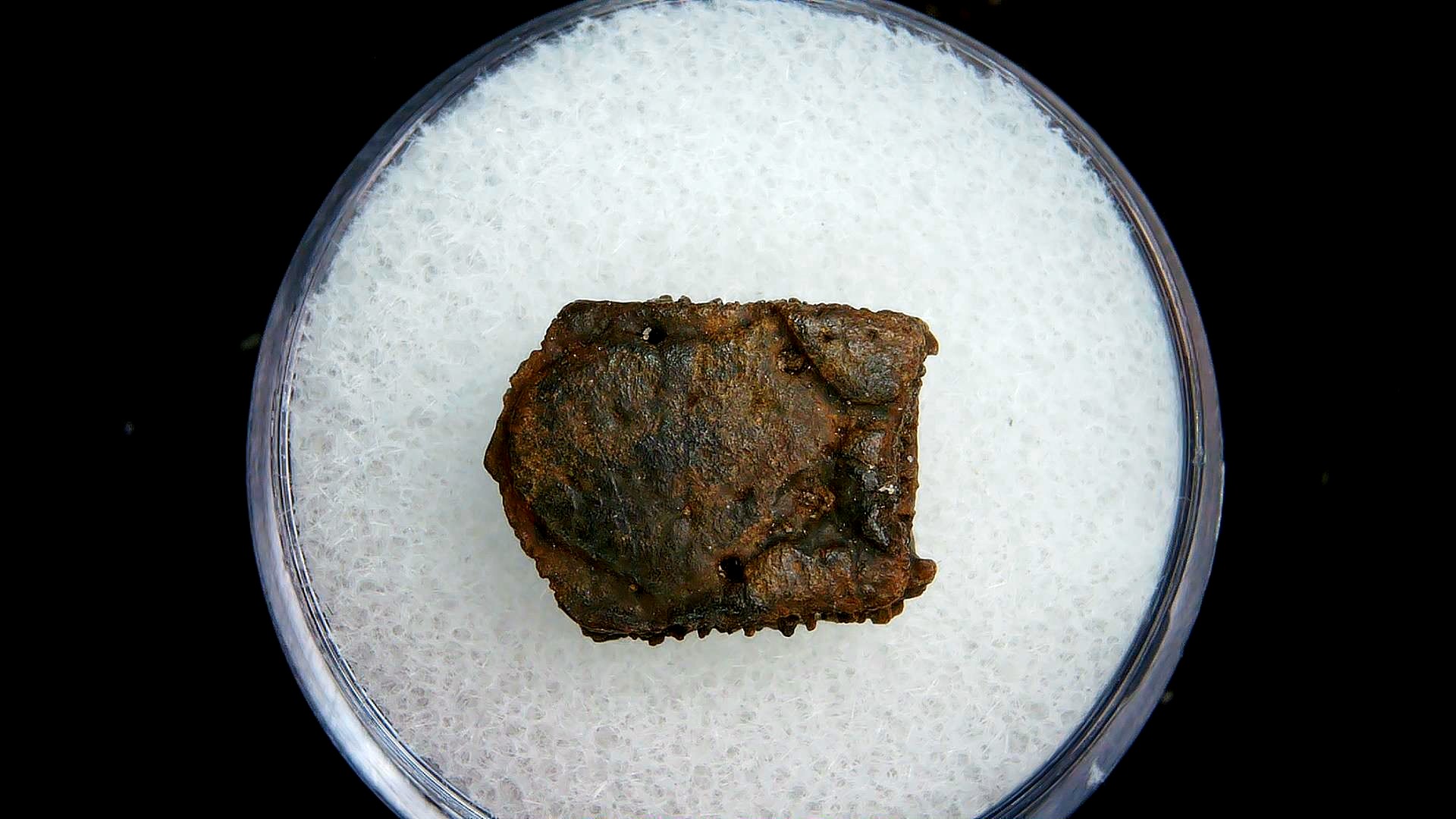 Florida Pleistocene Age Dasypus Armadillo Scute 107 | Fossils for Sale Genuine Pleistocene Age Dasypus Armadillo Scute For Sale from Florida #107