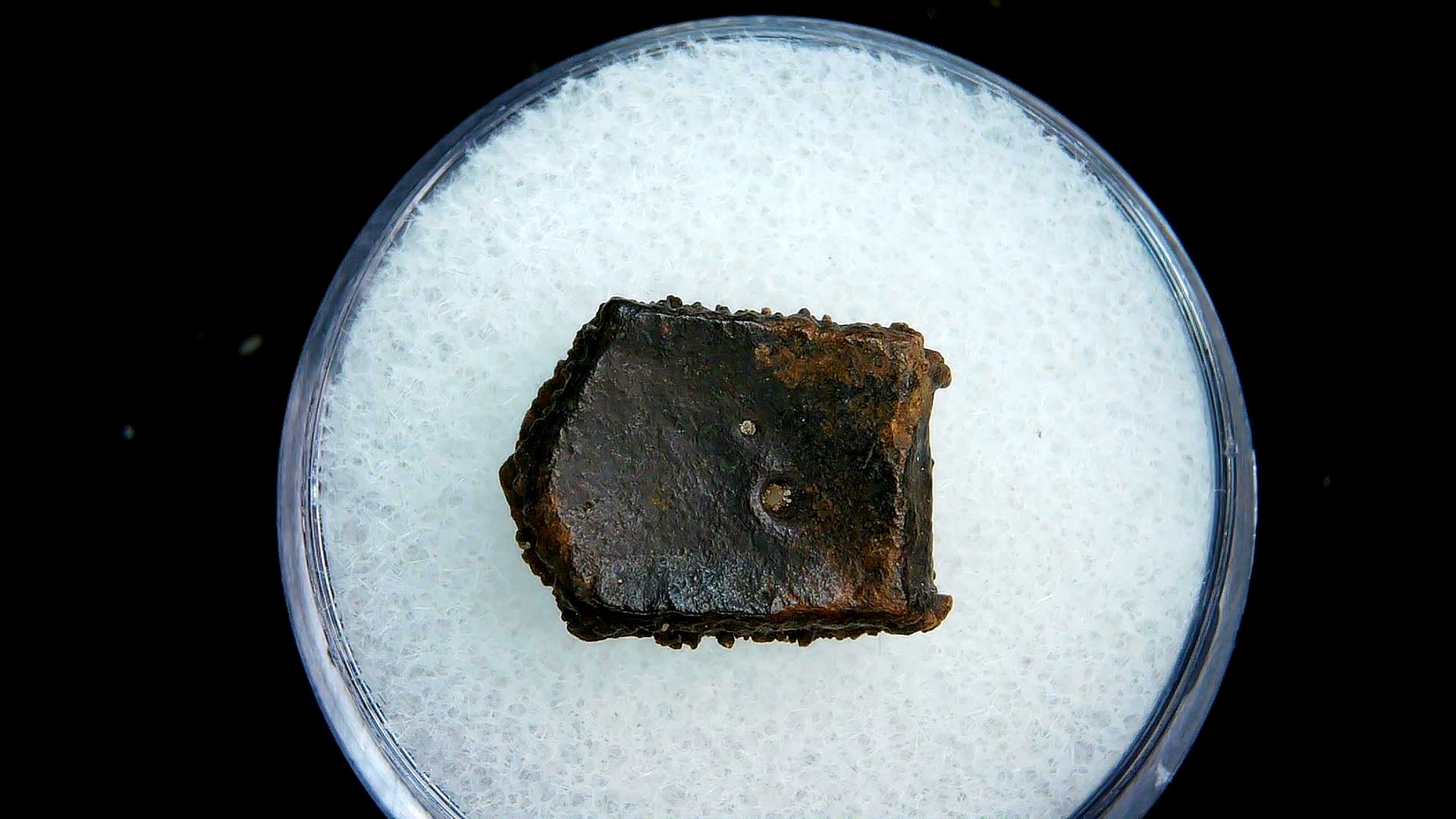 Florida Pleistocene Age Dasypus Armadillo Scute 107a | Fossils for Sale Genuine Pleistocene Age Dasypus Armadillo Scute For Sale from Florida #107a