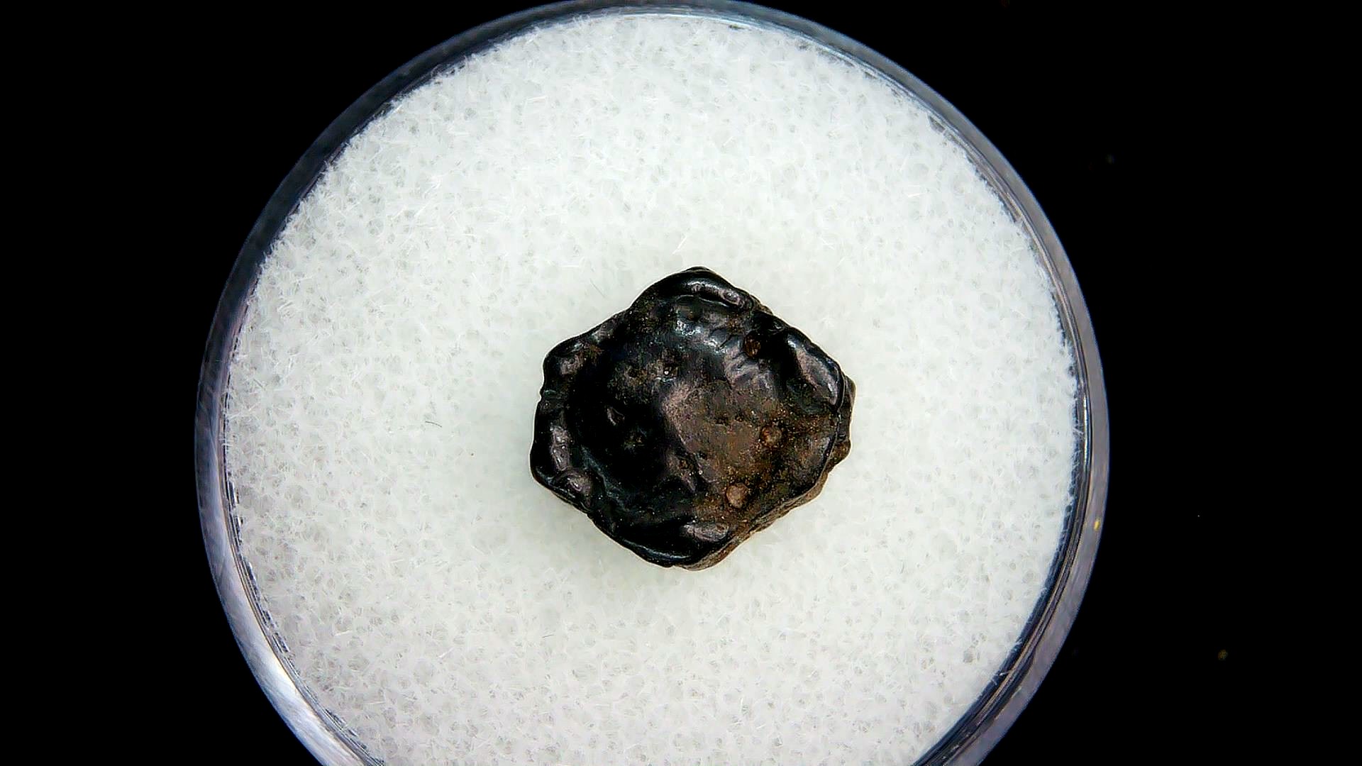 Florida Pleistocene Age Dasypus Armadillo Scute 116 | Fossils for Sale Genuine Pleistocene Age Dasypus Armadillo Scute For Sale from Florida #116