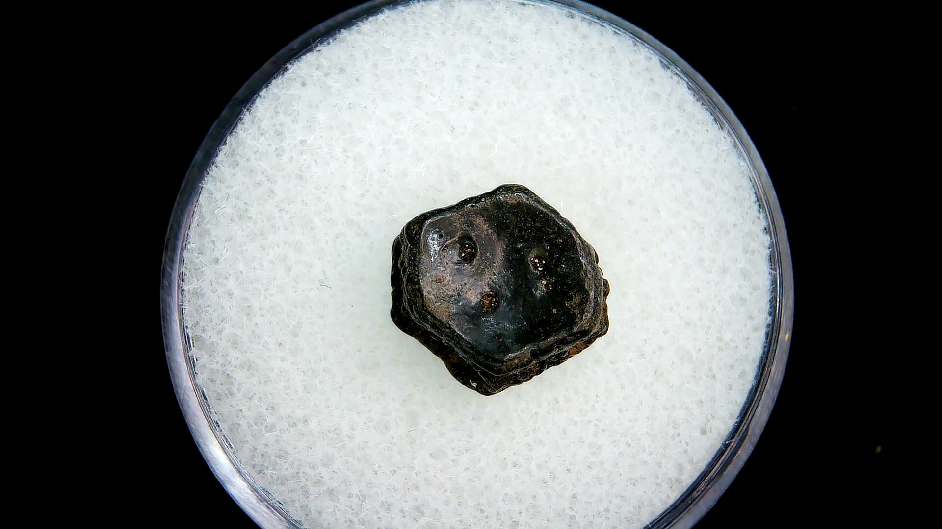 Florida Pleistocene Age Dasypus Armadillo Scute 116a | Fossils for Sale Genuine Pleistocene Age Dasypus Armadillo Scute For Sale from Florida #116a