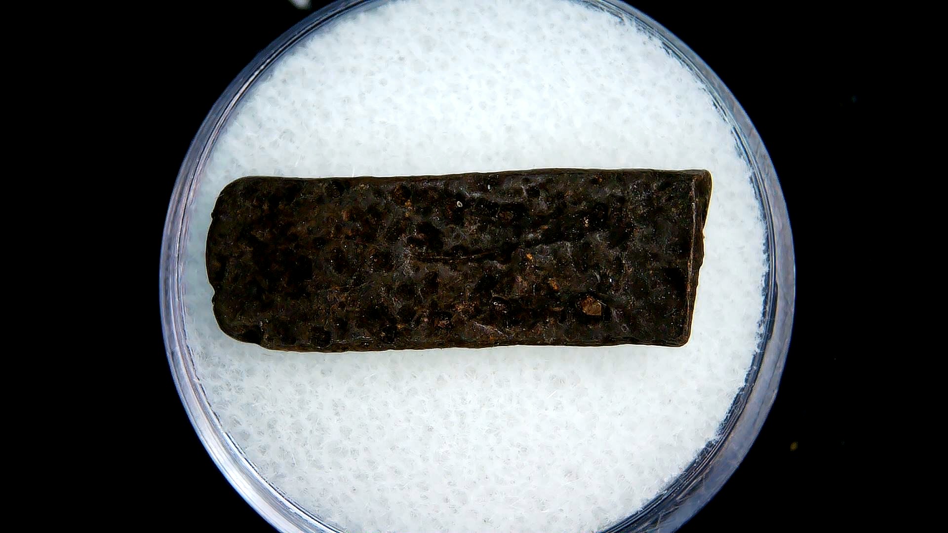 Florida Pleistocene Age Dasypus Armadillo Scute 129 | Fossils for Sale Genuine Pleistocene Age Dasypus Armadillo Scute For Sale from Florida #129