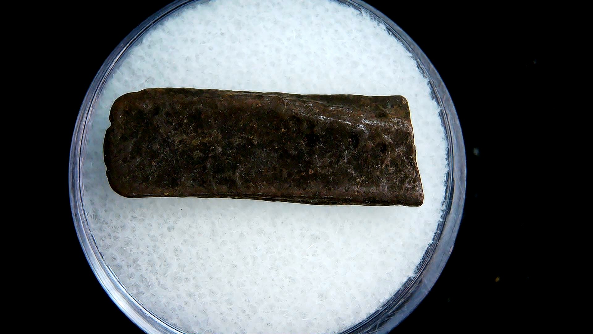 Florida Pleistocene Age Dasypus Armadillo Scute 129a | Fossils for Sale Genuine Pleistocene Age Dasypus Armadillo Scute For Sale from Florida #129a