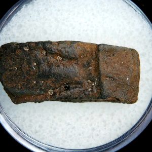 Genuine Pleistocene Age Dasypus Armadillo Scute For Sale from Florida #130