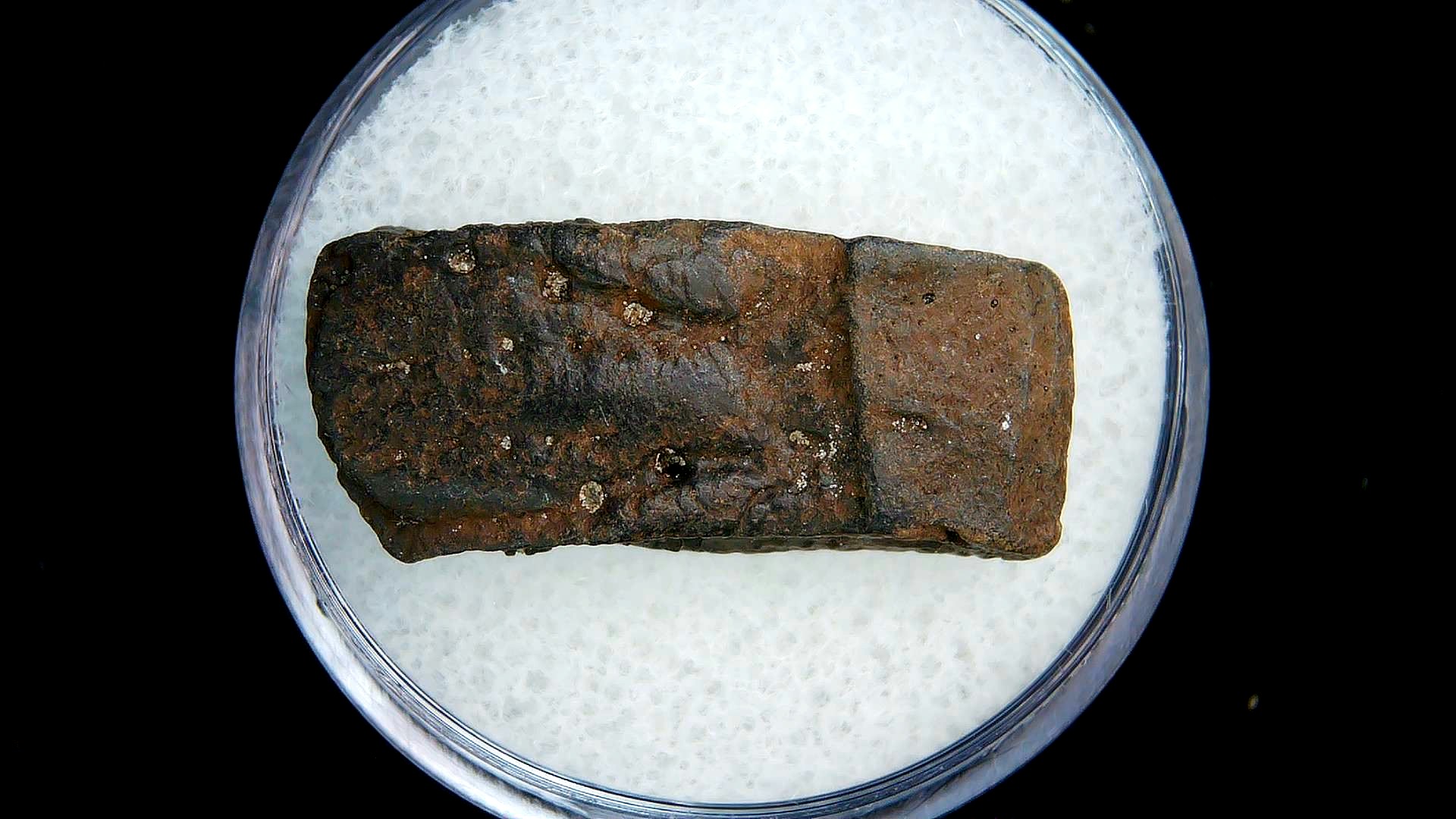 Florida Pleistocene Age Dasypus Armadillo Scute 130 | Fossils for Sale Genuine Pleistocene Age Dasypus Armadillo Scute For Sale from Florida #130