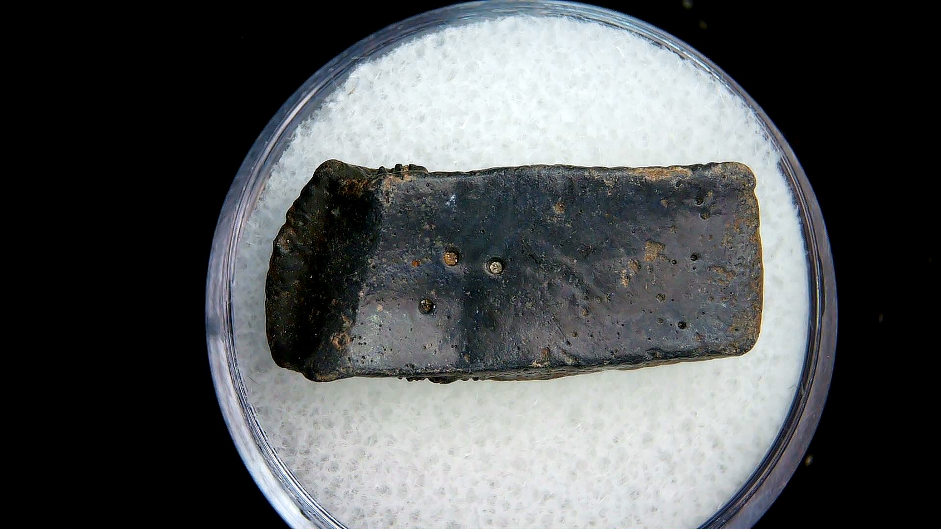 Florida Pleistocene Age Dasypus Armadillo Scute 130a | Fossils for Sale Genuine Pleistocene Age Dasypus Armadillo Scute For Sale from Florida #130a