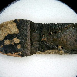 Genuine Pleistocene Age Dasypus Armadillo Scute For Sale from Florida #132