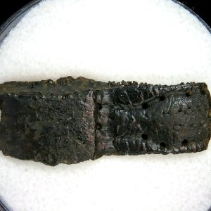 Genuine Pleistocene Age Dasypus Armadillo Scute For Sale from Florida #133