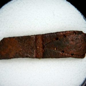 Genuine Pleistocene Age Dasypus Armadillo Scute For Sale from Florida #135