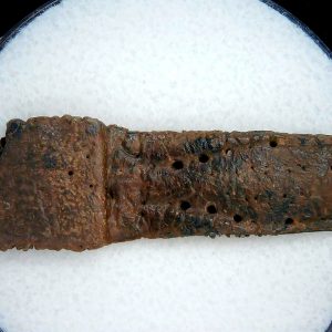 Genuine Pleistocene Age Dasypus Armadillo Scute For Sale from Florida #138