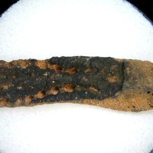 Genuine Pleistocene Age Dasypus Armadillo Scute For Sale from Florida #148