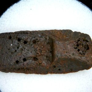 Genuine Pleistocene Age Dasypus Armadillo Scute For Sale from Florida #149