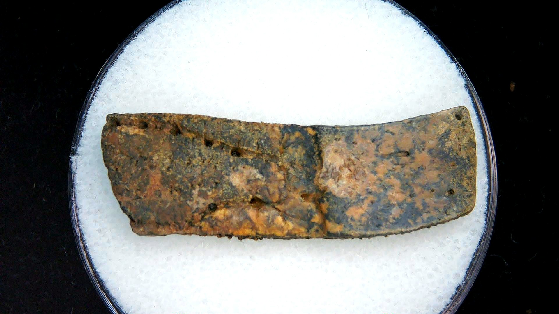 Florida Pleistocene Age Dasypus Armadillo Scute 151 | Fossils for Sale Genuine Pleistocene Age Dasypus Armadillo Scute For Sale from Florida #151