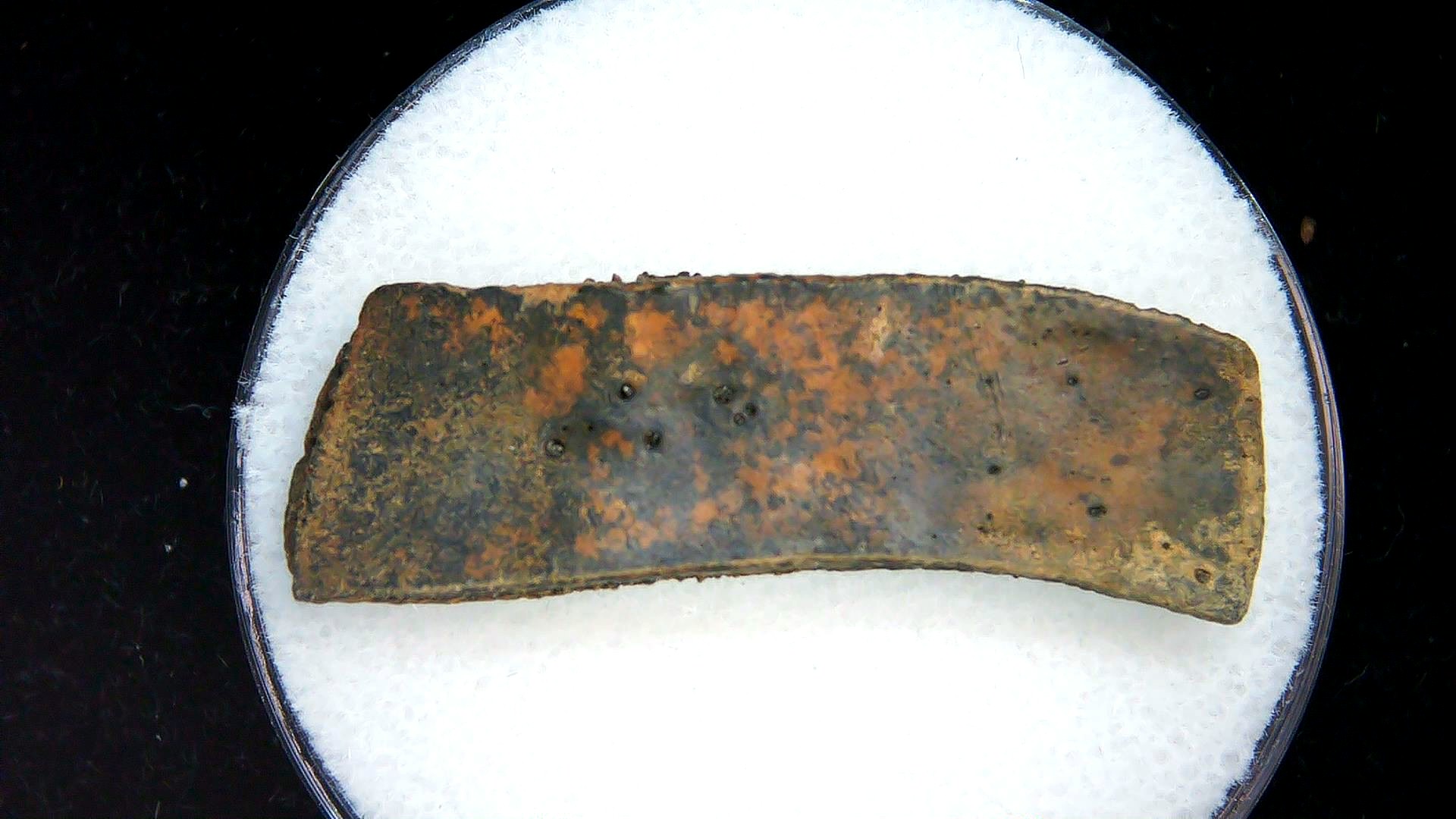 Florida Pleistocene Age Dasypus Armadillo Scute 151a | Fossils for Sale Genuine Pleistocene Age Dasypus Armadillo Scute For Sale from Florida #151a