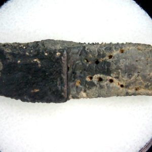 Genuine Pleistocene Age Dasypus Armadillo Scute For Sale from Florida #154