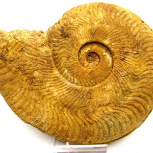 Genuine Jurassic Age Unidentified Ammonite For Sale from France #101