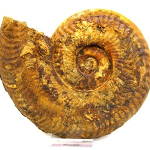 Genuine Jurassic Age Unidentified Ammonite For Sale from France #102