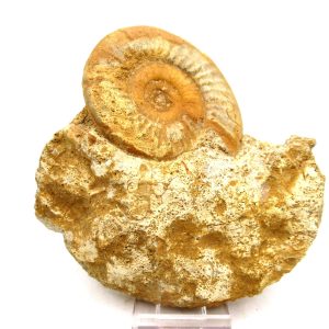 Genuine Jurassic Age Unidentified Ammonite For Sale from France #103