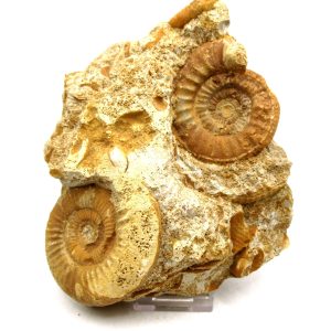 Genuine Jurassic Age Unidentified Ammonite For Sale from France #104