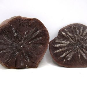 General Pennsylvanian Age Mazon Creek Nodule Fossils From Illinois For Sale #171