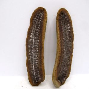 General Pennsylvanian Age Mazon Creek Nodule Fossils From Illinois For Sale #172