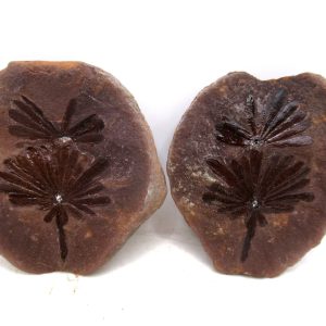 General Pennsylvanian Age Mazon Creek Nodule Fossils From Illinois For Sale #173
