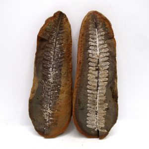 General Pennsylvanian Age Mazon Creek Nodule Fossils From Illinois For Sale #174