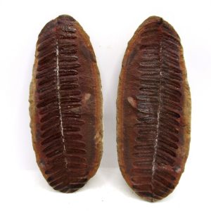 General Pennsylvanian Age Mazon Creek Nodule Fossils From Illinois For Sale #175