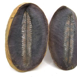General Pennsylvanian Age Mazon Creek Nodule Fossils From Illinois For Sale #177