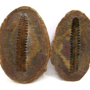 General Pennsylvanian Age Mazon Creek Nodule Fossils From Illinois For Sale #178