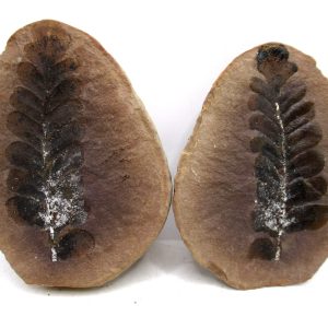 General Pennsylvanian Age Mazon Creek Nodule Fossils From Illinois For Sale #179