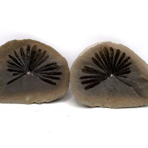 General Pennsylvanian Age Mazon Creek Nodule Fossils From Illinois For Sale #180