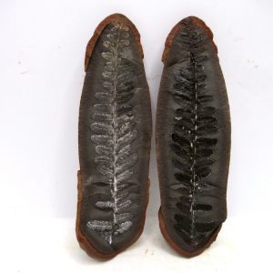 General Pennsylvanian Age Mazon Creek Nodule Fossils From Illinois For Sale #182