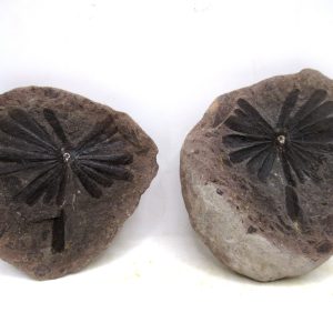 General Pennsylvanian Age Mazon Creek Nodule Fossils From Illinois For Sale #183