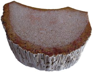 General Triassic Age Petrified Palm Wood From North Carolina For Sale