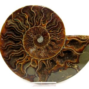 Madagascar Ammonite Pair Fossil for Sale LG+~ 5.68" #144
