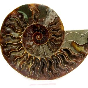 Madagascar Ammonite Pair Fossil for Sale LG+~ 5.07" #145