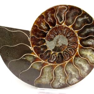 Madagascar Ammonite Pair Fossil for Sale LG+~ 5.49" #146