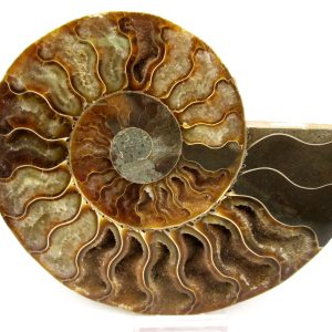 Madagascar Ammonite Pair Fossil for Sale LG+~ 5.68" #147