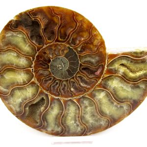 Madagascar Ammonite Pair Fossil for Sale LG+~ 5.56" #148
