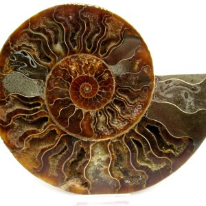 Madagascar Ammonite Pair Fossil for Sale LG+~ 6.10" #149