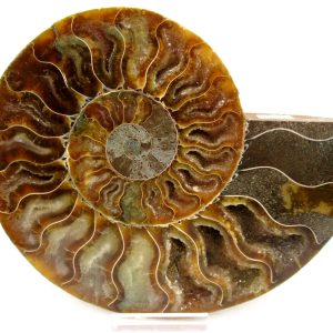 Madagascar Ammonite Pair Fossil for Sale LG+~ 5.78" #150