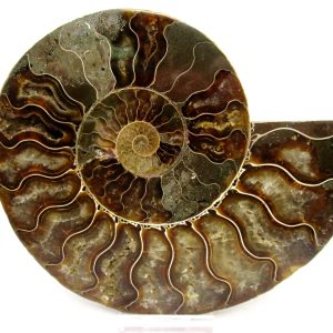 Madagascar Ammonite Pair Fossil for Sale LG+~ 5.81" #151