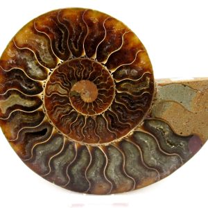 Madagascar Ammonite Pair Fossil for Sale LG+~ 5.51" #152